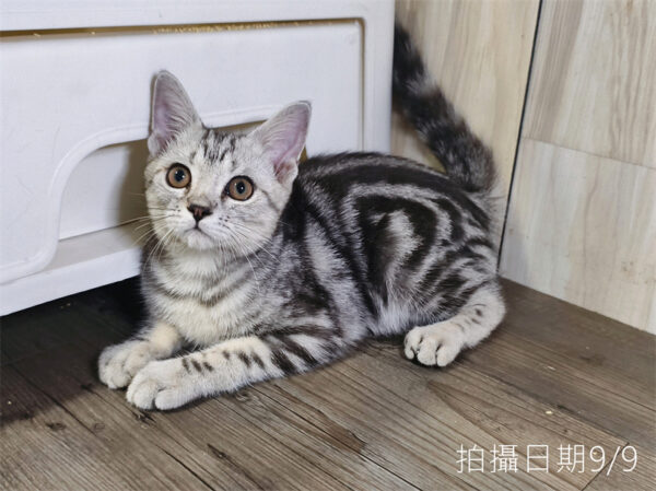 114年520出生：《立耳美國短毛公貓》 (已售)