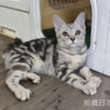 114年520出生：《立耳美國短毛公貓》 (已售)