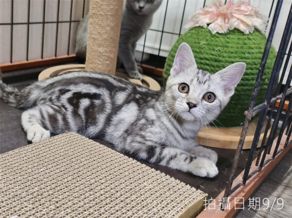 114年520出生：《立耳美國短毛公貓》 (已售)