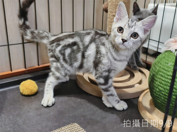 114年520出生：《立耳美國短毛公貓》 (已售)