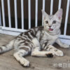 114年520出生：《立耳美國短毛公貓》 (已售)