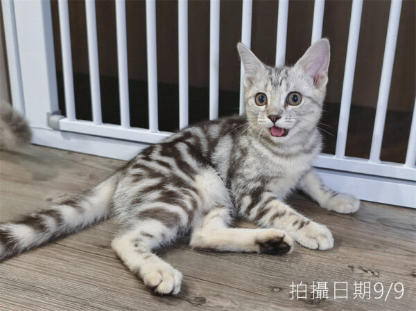 114年520出生：《立耳美國短毛公貓》 (已售)