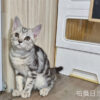 114年520出生：《立耳美國短毛公貓》 (已售)