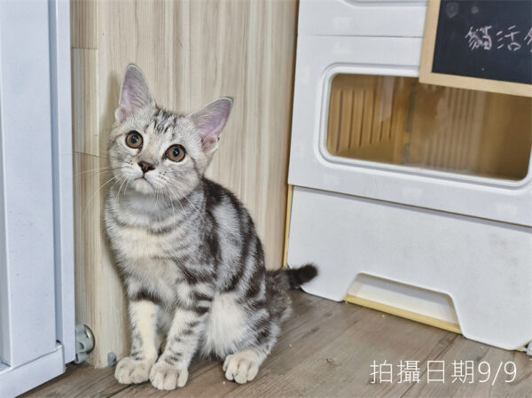 114年520出生：《立耳美國短毛公貓》 (已售)