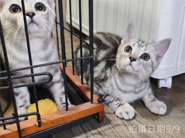 114年520出生：《立耳美國短毛公貓》 (已售)
