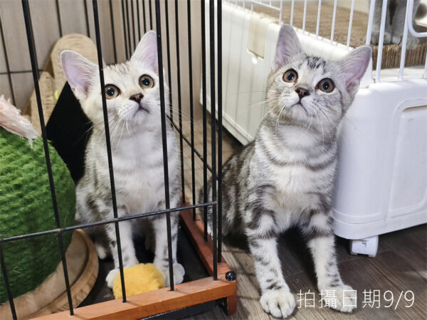 114年520出生：《立耳美國短毛公貓》 (已售)