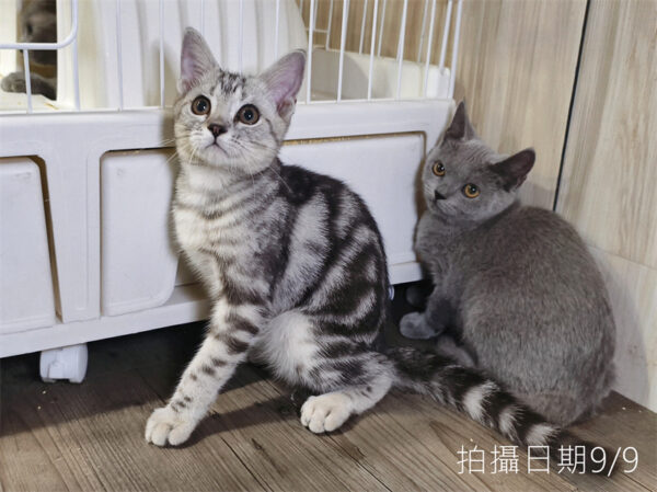 114年520出生：《立耳美國短毛公貓》 (已售)
