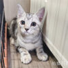 114年520出生：《立耳美國短毛公貓》 (已售)
