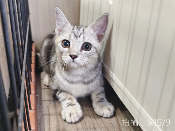 114年520出生：《立耳美國短毛公貓》 (已售)