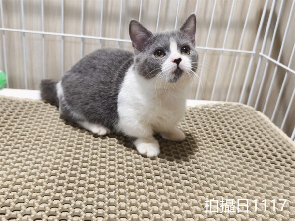 114年月8月出生：《立耳曼赤肯短腿母貓》 (已售)