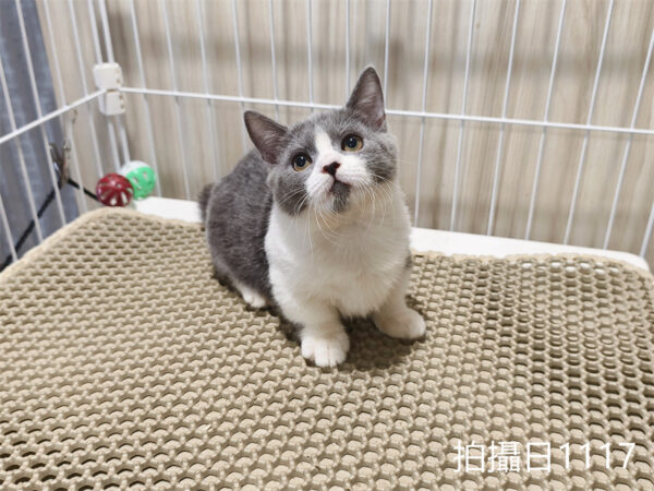 114年月8月出生：《立耳曼赤肯短腿母貓》 (已售)