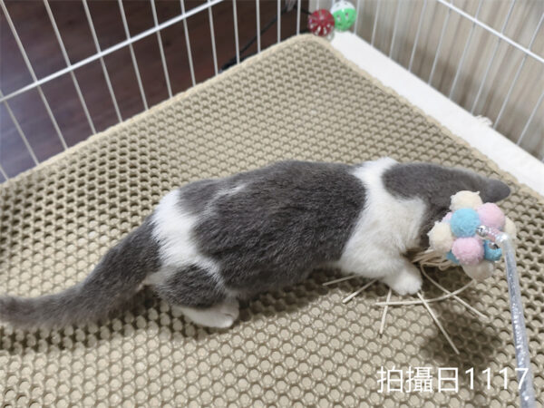 114年月8月出生：《立耳曼赤肯短腿母貓》 (已售)