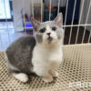 114年月8月出生：《立耳曼赤肯短腿母貓》 (已售)
