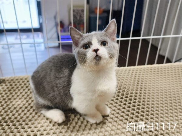 114年月8月出生：《立耳曼赤肯短腿母貓》 (已售)