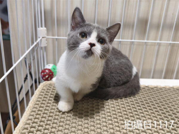 114年月8月出生：《立耳曼赤肯短腿母貓》 (已售)