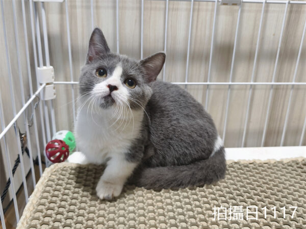 114年月8月出生：《立耳曼赤肯短腿母貓》 (已售)