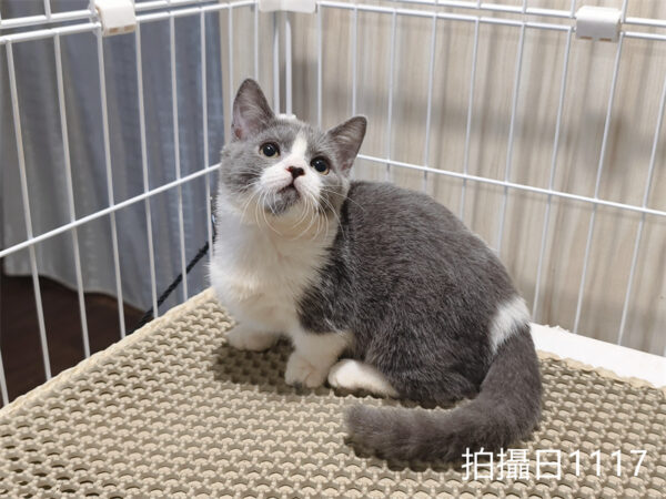 114年月8月出生：《立耳曼赤肯短腿母貓》 (已售)