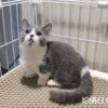 114年月8月出生：《立耳曼赤肯短腿母貓》 (已售)