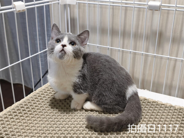 114年月8月出生：《立耳曼赤肯短腿母貓》 (已售)