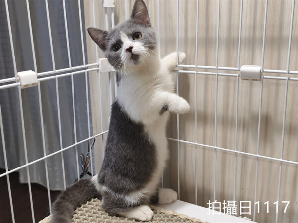 114年月8月出生：《立耳曼赤肯短腿母貓》 (已售)