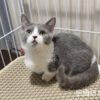 114年月8月出生：《立耳曼赤肯短腿母貓》 (已售)