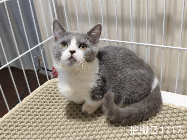 114年月8月出生：《立耳曼赤肯短腿母貓》 (已售)