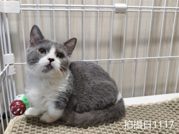 114年月8月出生：《立耳曼赤肯短腿母貓》 (已售)
