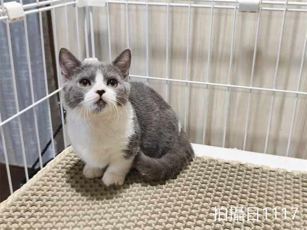 114年月8月出生：《立耳曼赤肯短腿母貓》 (已售)