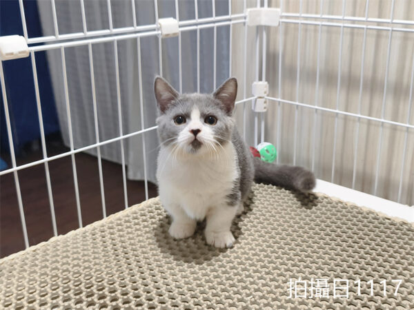 114年月8月出生：《立耳曼赤肯短腿母貓》 (已售)
