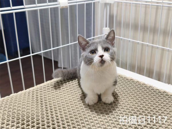 114年月8月出生：《立耳曼赤肯短腿母貓》 (已售)