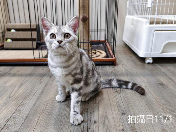 114年520出生：《立耳美國短毛公貓》 (已售)