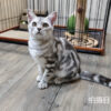 114年520出生：《立耳美國短毛公貓》 (已售)