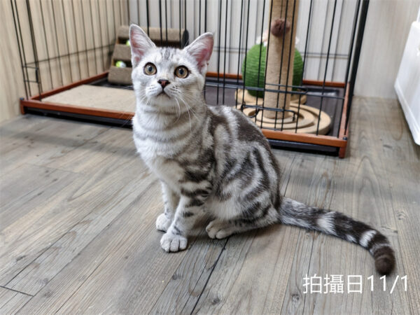114年520出生：《立耳美國短毛公貓》 (已售)