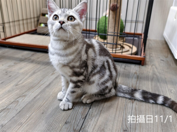 114年520出生：《立耳美國短毛公貓》 (已售)