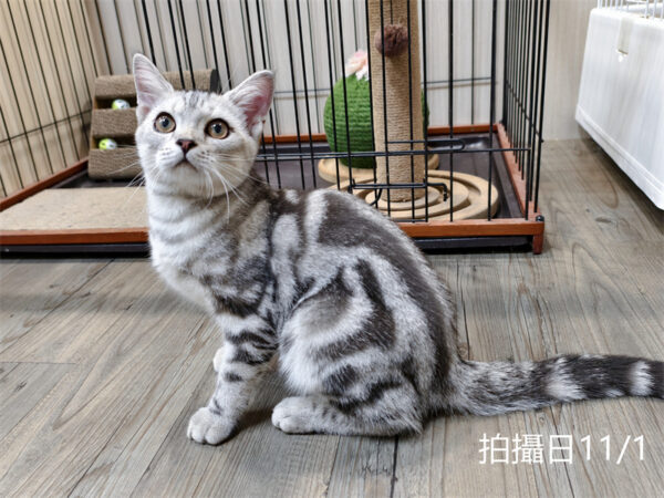 114年520出生：《立耳美國短毛公貓》 (已售)