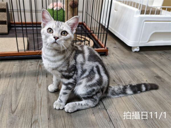 114年520出生：《立耳美國短毛公貓》 (已售)