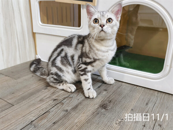 114年520出生：《立耳美國短毛公貓》 (已售)