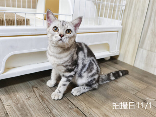114年520出生：《立耳美國短毛公貓》 (已售)