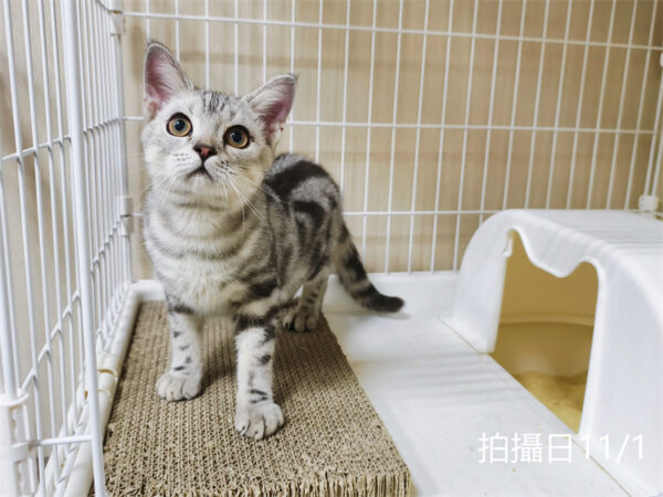 114年520出生：《立耳美國短毛公貓》 (已售)
