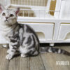 114年520出生：《立耳美國短毛公貓》 (已售)