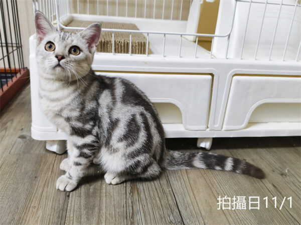 114年520出生：《立耳美國短毛公貓》 (已售)