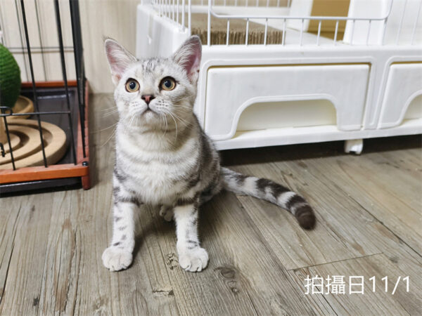 114年520出生：《立耳美國短毛公貓》 (已售)