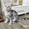 114年520出生：《立耳美國短毛公貓》 (已售)