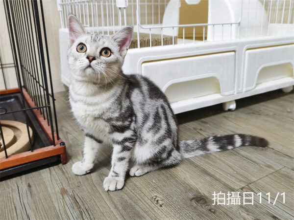 114年520出生：《立耳美國短毛公貓》 (已售)