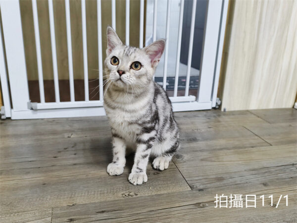114年520出生：《立耳美國短毛公貓》 (已售)