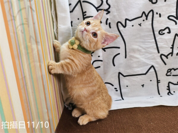 114年8月出生：《立耳曼赤肯短腿公貓》 (已售)