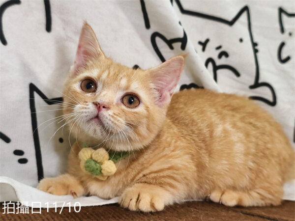 114年8月出生：《立耳曼赤肯短腿公貓》 (已售)