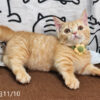 114年8月出生：《立耳曼赤肯短腿公貓》 (已售)