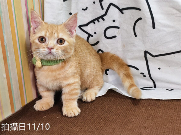 114年8月出生：《立耳曼赤肯短腿公貓》 (已售)