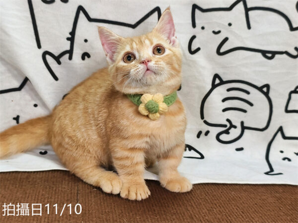 114年8月出生：《立耳曼赤肯短腿公貓》 (已售)